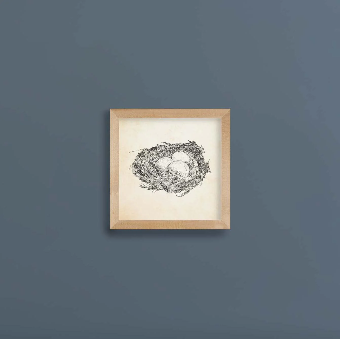 Bird Nest